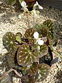 Begonia pustulata-Auteuil.JPG