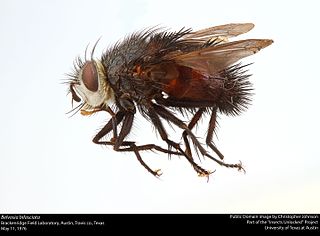 <i>Belvosia bifasciata</i> Species of fly