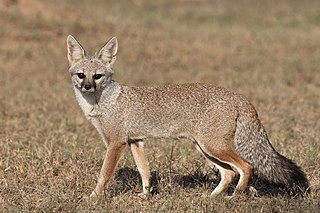 Bengal fox Species of carnivore