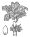 Betel (PSF).png