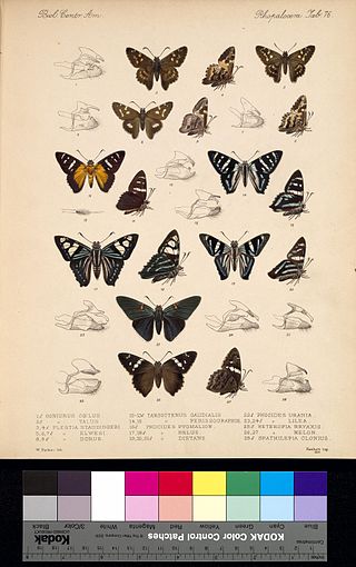 <i>Zestusa</i> Genus of butterflies