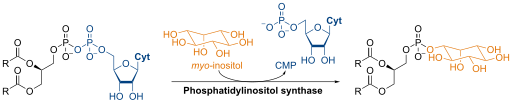 Sintesi del fosfatidilinositolo per catalisi enzimatica.[2].
