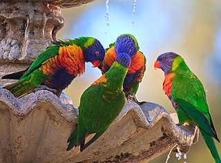 File:Flock of Birds - Flickr - Picture Perfect Pose.jpg - Wikimedia Commons