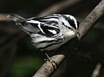 Thumbnail for File:Black-and-white Warbler 2.jpg