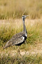 Thumbnail for Black-bellied bustard