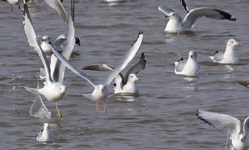 File:Black-tailed Gull (24031326510).jpg