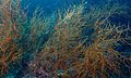 Black Coral (Antipathes sp.) (6132712705).jpg