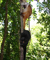 Black Lemurs-in Madagascar.jpg