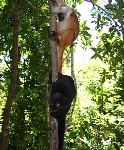 Eulemur macaco macaco