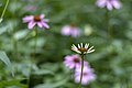 * Nomination Young Purple Coneflower -- Sixflashphoto 01:08, 9 September 2018 (UTC) * Promotion Good quality. -- Johann Jaritz 02:06, 9 September 2018 (UTC)