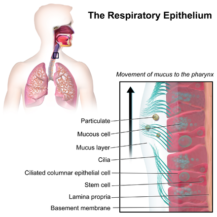 Mucus перевод. Respiratory epithelium. Цилиопатия человек. Нафас олиш тизими.