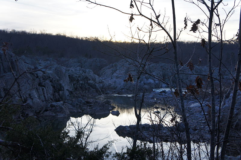 File:Blue Tree Billy Goat.JPG