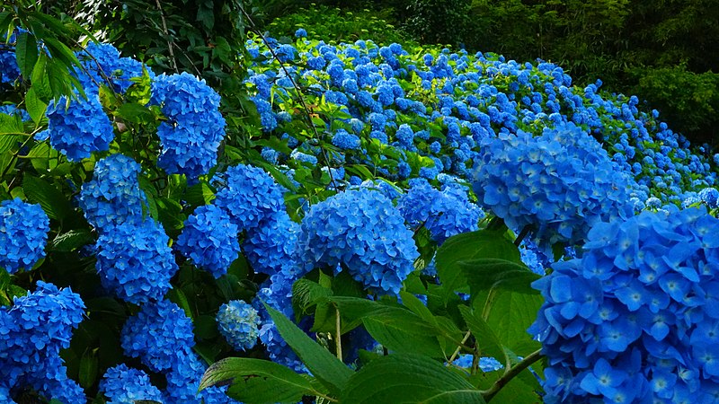 File:Blue hydrangea blossom in Unsho-ji, Oga, Japan 20180630e.jpg