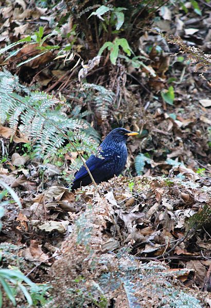 File:Blue whistling thrush.jpg