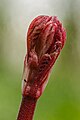 * Nomination Red emerging young shoot of a Boehmeria nivea. Focus stack of 16 photos. --Famberhorst 04:35, 1 May 2024 (UTC) * Promotion  Support Good quality. --Ermell 04:51, 1 May 2024 (UTC)