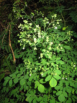 Boenninghausenia albiflora var. japonica 1.JPG