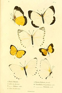 <i>Belenois helcida</i> Species of butterfly