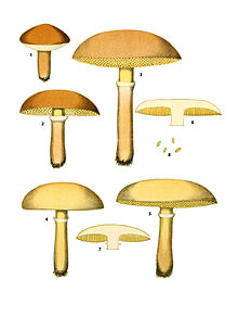 «Съедобные грибы Маслята» бесплатная раскраска для детей - мальчиков и девочек