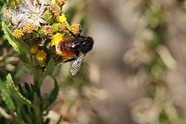 Bombus coccineus