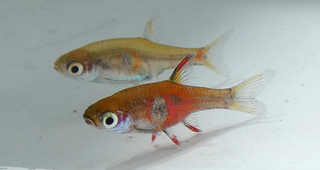 <i>Boraras naevus</i> Species of fish