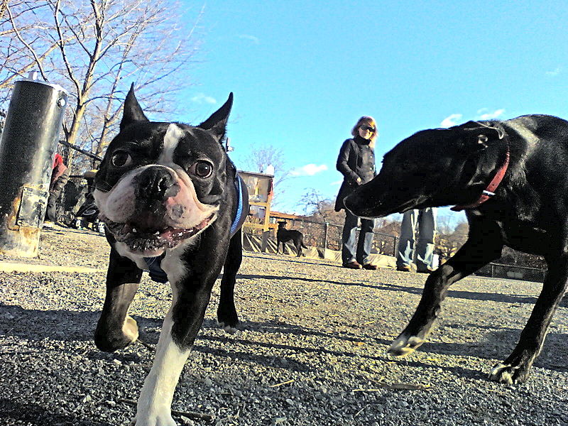 File:Boston terrier.jpg