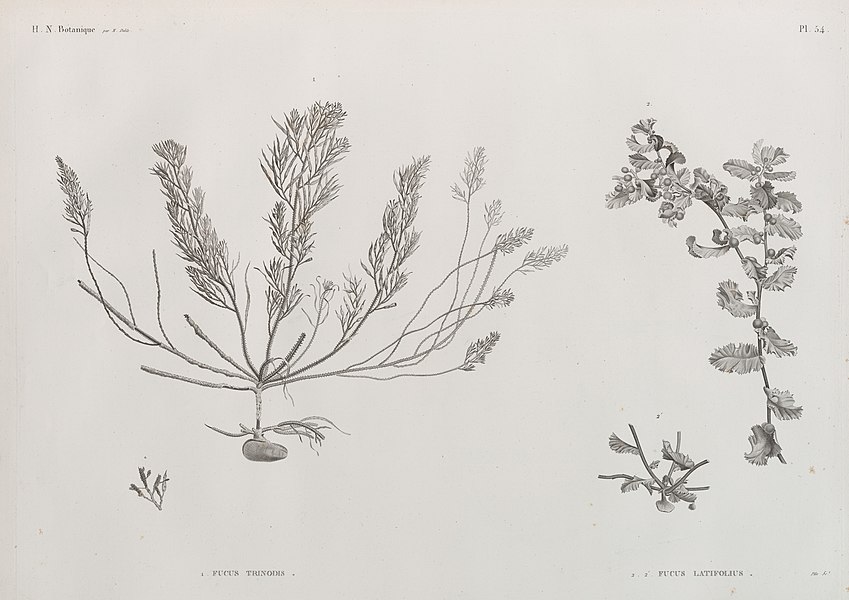 Pl.54 - 1. Fucus trinodis 2.2'. Fucus latifolius