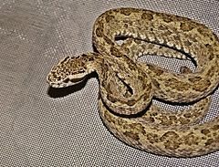 Description de l'image Bothrops venezuelensis by Danny Siwek.JPG.