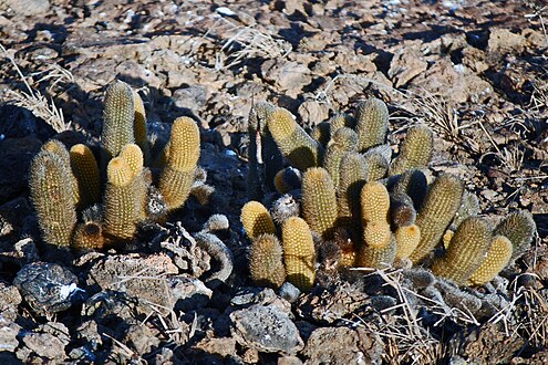 Brachycereus nesioticus growing in Darwin Bay, near Prince Philip's Steps, Genovesa, Island, Ecuador