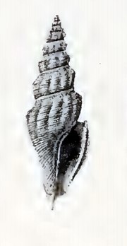 Thumbnail for Brachytoma rioensis