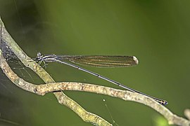 Mecistogaster modesta (Bromeliad helicopter) female