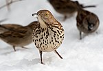 Thumbnail for File:Brown thrasher in CP (01934).jpg