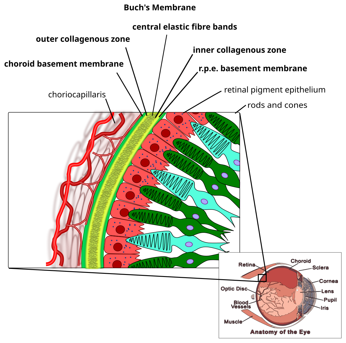 Retina - Wikipedia