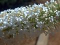 White Buddleja davidii flower