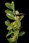 Buxus sempervirens (Common box), flowers