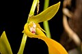 Bulbophyllum refractum Labellum