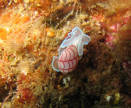 A live Bullina lineata Bullina lineata.jpg