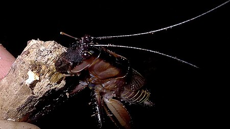 Fail:Bush cricket, Atlantic forest, northeastern Bahia, Brazil (9676900109).jpg