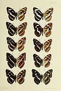 Бабочки из Китая, Японии и Кореи (19142198000) .jpg