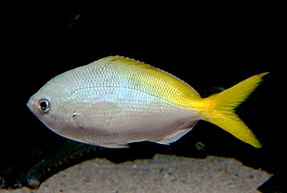 <i>Caesio cuning</i> Species of fish