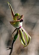 Caladenia brevisura