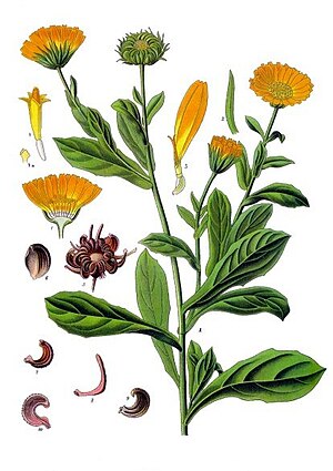 Tuun-Goartjebloume (Calendula officinalis)