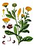 Calendula officinalis - E–s Medizinal-Pflanzen-024.jpg