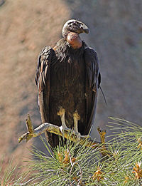 California Condor Pinnacles NM 1.jpg