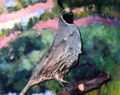 taxidermied, w:Cleveland National Forest