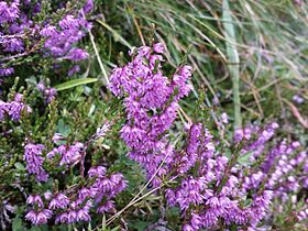 Calluna vulgaris