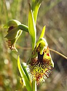 Calochilus montanus