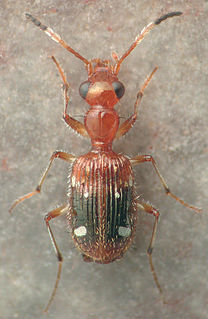 <i>Calybe</i> (beetle) Genus of beetles