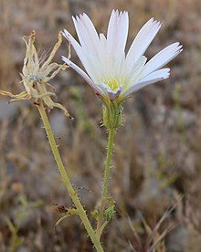 Calycoseris wrightii 1.jpg