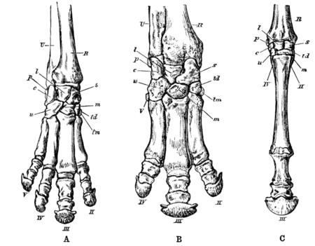 Tập_tin:Cambridge_Natural_History_Mammalia_Fig_121.png