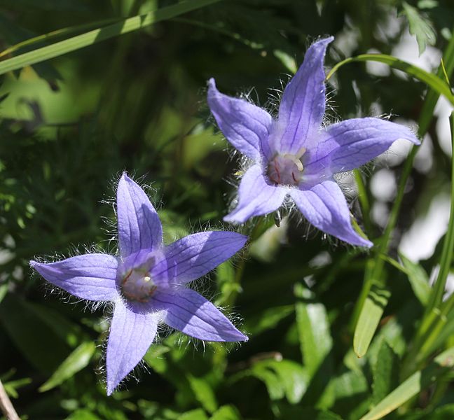 File:Campanula chamissonis (flower s4).JPG